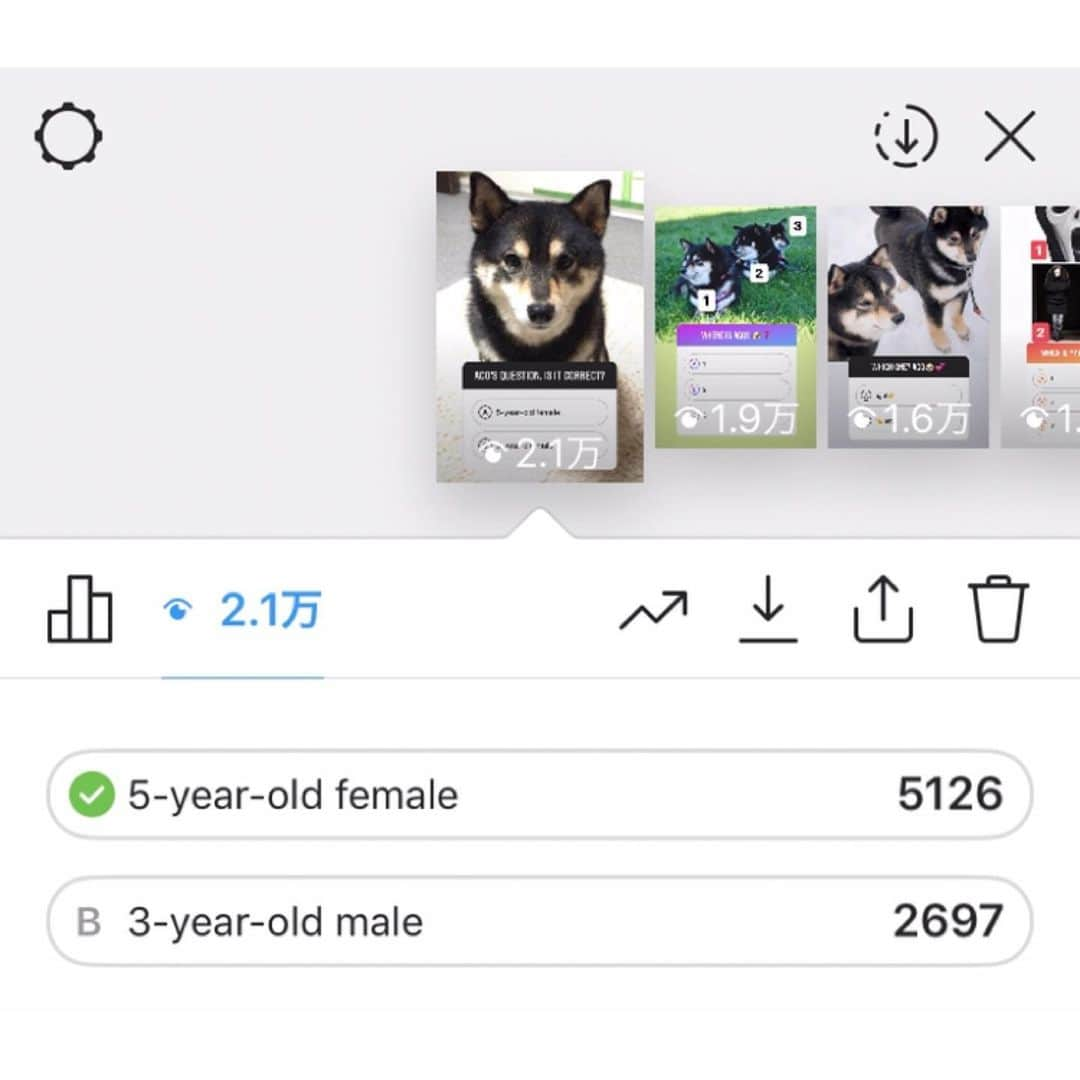 吾子さんのインスタグラム写真 - (吾子Instagram)「・ 皆わんストーリーのアコクイズどうですか🐶❓💕 ・ 正解率がすごくてビックリワンです😳🐶💕 ・ 全問正解の方いるのかな🤔❓ ・ 意外だったのが、アコは5歳の女の子ですワンよ🐶💕 ・ 勝手に友ワン使わせていただきました🐶💕💦 ・ Special thanks🐶💕 ・ @kuromame.jp @kurococo725 @cheee0076 ワカちゃん ・ #クイズ正解した時の🎉嬉しい😆 #カオナシさんは #ほとんど皆さん正解 ・ ・ 北海道の柴犬 #柴北会 の皆ワン🐶💕除草剤には気をつけよう🌸 ・ #adorable #instadog#shibainu#dog#instagramjapan#instashiba#kuroshiba #kuroshiba#socute #cutedog#いぬのきもち #黒柴 #dogstagram#sapporo」5月10日 22時53分 - acoshiba