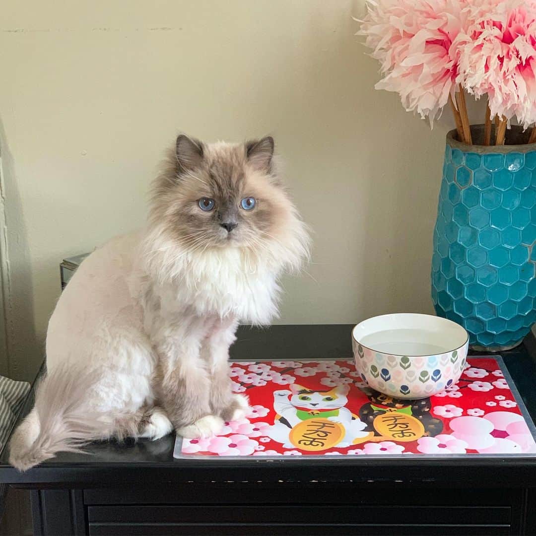 Tinaのインスタグラム：「My little 🦁 💓」