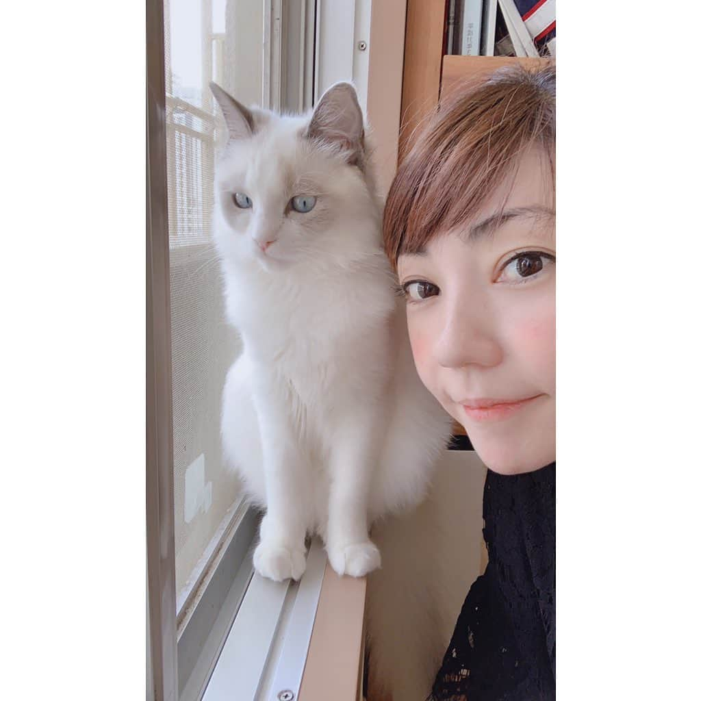 鴻上久美子さんのインスタグラム写真 - (鴻上久美子Instagram)「🐈 #ねこ #ネコ #猫 #cat #cats #catstagram #cats_of_instagram  #catsofinstagram #mew #miau #にゃー #にゃん #スリスリ #可愛い #cute #socute #美しい #beautiful #アナちゃん」5月10日 23時30分 - kumikougami