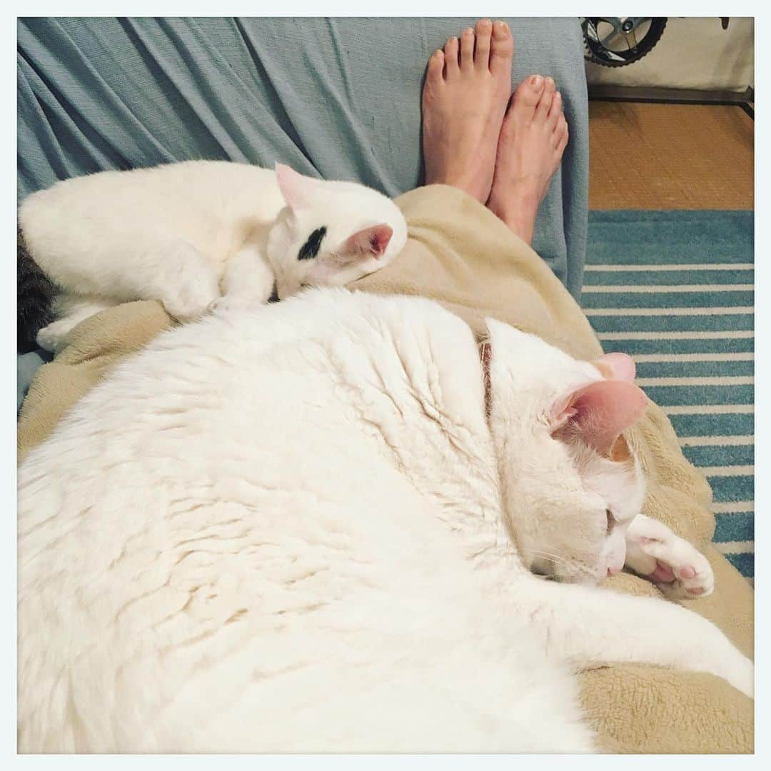 kumikoさんのインスタグラム写真 - (kumikoInstagram)「グニャイ💤」5月10日 23時40分 - makudeco