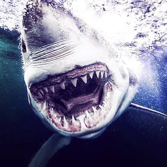 マイケル・ミュラーさんのインスタグラム写真 - (マイケル・ミュラーInstagram)「White Sharks on east coast.... they’ve always been there!  No reason to worry about them, but the over fishing and climate change is something the news might want to shine the spotlight on instead.」5月10日 23時40分 - michaelmuller7