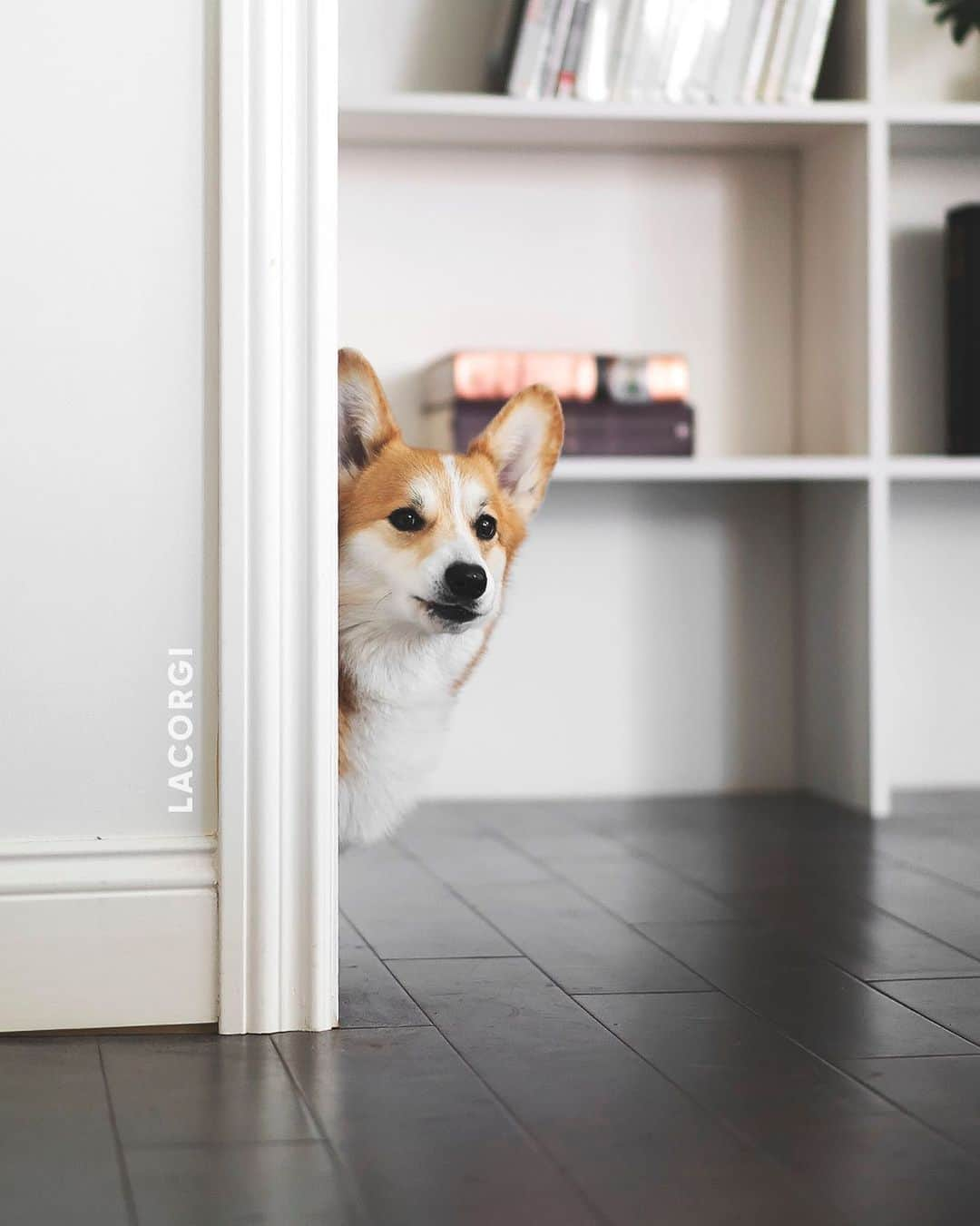 Geordi La Corgiさんのインスタグラム写真 - (Geordi La CorgiInstagram)「He stood like this for almost 2 whole minutes silently judging me.⁣ ⁣ Then he went to pee, came back, and judged me some more. #corgilife」5月10日 23時40分 - lacorgi