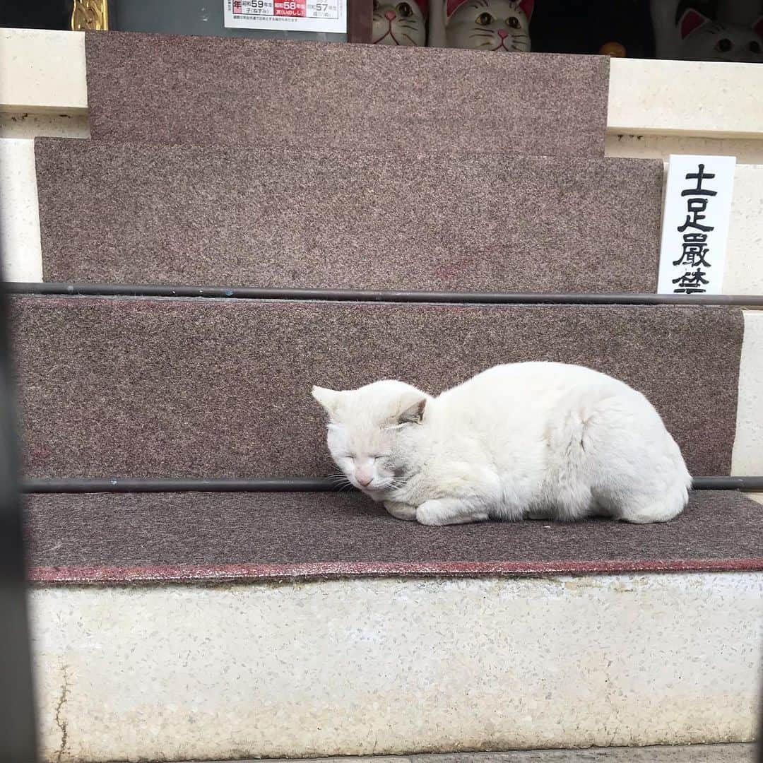 村上りいなさんのインスタグラム写真 - (村上りいなInstagram)「招き猫発祥の地と言われる、 #今戸神社 に行ってきました。  看板猫の白猫ちゃんが可愛かった。 いい寝顔してた💓 猫のモチーフの飾りとかが、いっぱいあって猫好きには堪らない神社です！  お守りとか売ってるおばさんも、気さくでパワフルな方だったので、楽しかった☺️ オススメのお店も教えて下さいました！下町の雰囲気が溢れる素敵な神社です⛩  #asakusa #浅草 #猫 #cat #temple #instagood #love #trip #recommended #tokyo #japan #癒し」5月10日 23時52分 - riina_murakami