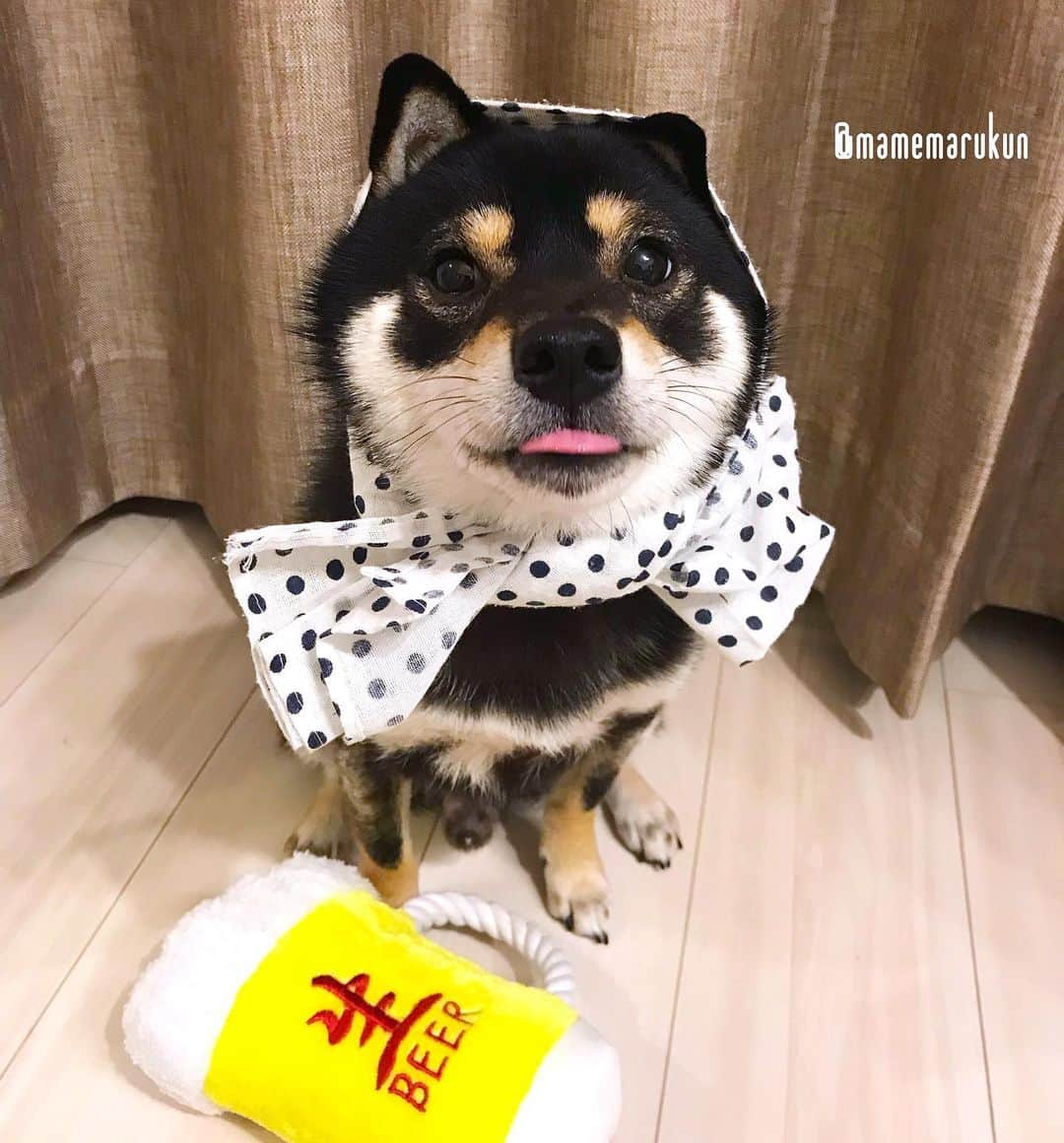 まめ丸のインスタグラム：「* * 【 金曜日の #居酒屋まめ丸 🐶🍺】 * 今日はあつかったねー🐶💦 ビール🍺がおいしい季節になるね🐶💓 * 【Taverna“MAMEMARU”🐶🍺】 TGIF🐶🍺💓 * #GWあけは4日でたすかったね #ぼくもたすかった #いっぱいねて充電できたから土日あそぶぞー🐶💪 * #柴犬#豆柴#柴#黒柴#犬#ふわもこ部#shiba#shibainu#shibastagram#shibadog#shibapuppy#puppy#instadog#dogstagram#dog#instashiba#petstagram#pet#cute#cutedog#강아지#멍스타그램#weeklyfluff#dailyfluff#worldofcutepets」