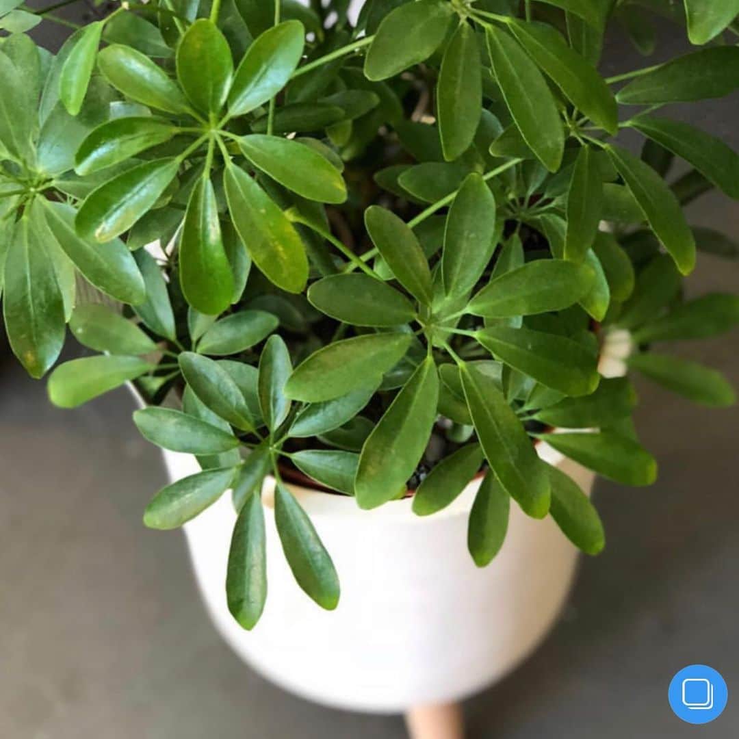 The Louunのインスタグラム：「How cute!! #umbrellaplant」