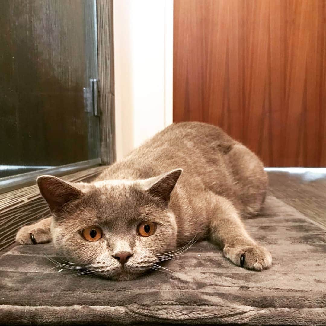 CatStockerのインスタグラム：「Hello! #catstocker is here!  Follow our FURRriend @zoeandcurry  Scroll right for more pictures 👉 . . . . .  #cat #neko #mačka #chat #kočka #котка #kotek #kot #кіт #mače #кошка #кот #katze #gato #gatto #kissa #kattunge #猫 #고양이 #貓 #kedi #köttur  #子猫 #חתול #кішка #gatinho #котенок #gatito #kitten」