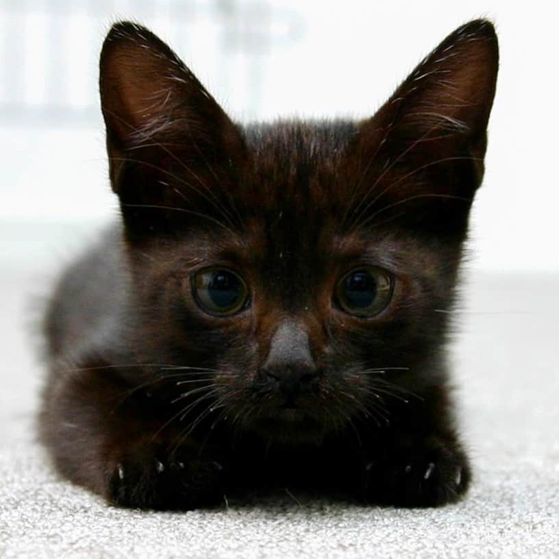 ホタテ＆クラム＆シラスさんのインスタグラム写真 - (ホタテ＆クラム＆シラスInstagram)「チビホタテ #cat #neko #blackcat #猫 #ねこ #黒猫 #catstagram #instagram #instagramjapan #ig_japan #igersjp」5月11日 0時25分 - msy1515