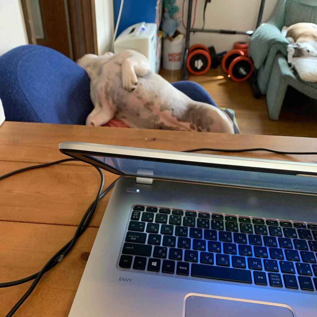 なべやかんさんのインスタグラム写真 - (なべやかんInstagram)「原稿書きを始めると対面に座りこちらを見ているマイリー。 がしかし、3分後には爆睡です。 近くにいる事が安心みたい。  #frebull #frenchbulldog #フレブル #フレブルラブ #フレンチブルドッグ #マイリー」5月11日 0時40分 - yakan_nabe