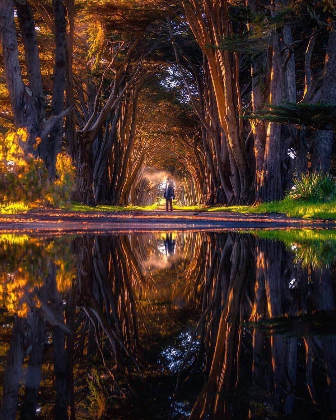 Canon Photographyさんのインスタグラム写真 - (Canon PhotographyInstagram)「How amazing is this tree tunnel? It’s got everything. Gorgeous light and a beautiful reflection! WOW!  Photography | @fermshotz510_  #tree_captures #treetunnel #california #bayarea #reflection #reflectiongram #cypresstrees」5月11日 0時49分 - cpcollectives