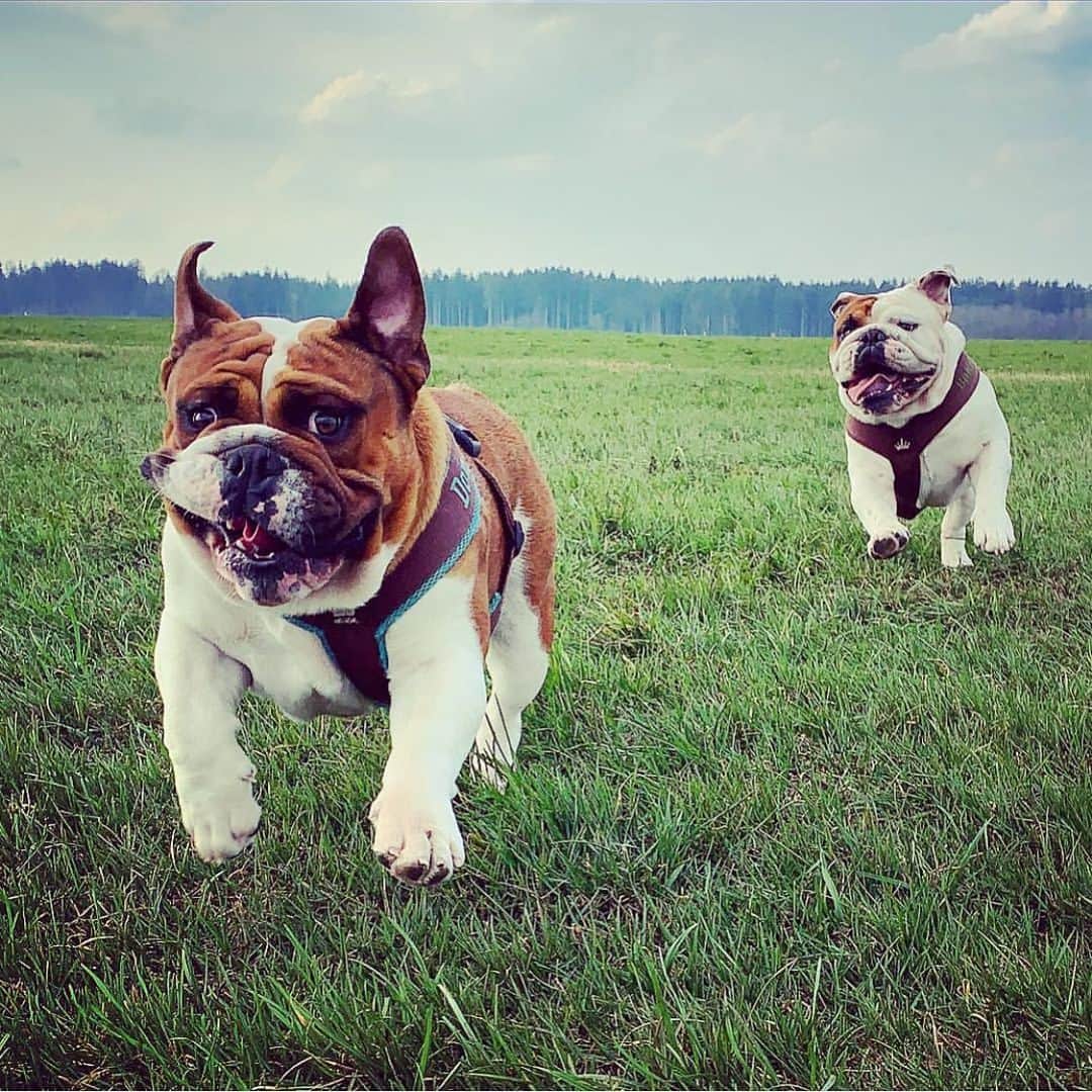 Bodhi & Butters & Bubbahさんのインスタグラム写真 - (Bodhi & Butters & BubbahInstagram)「I can’t stay calm, it’s almost the weekend! . . . . . #bulldog #bestoftheday #weekend #dogsofinstagram #puppy #love @_bulldogfamily_」5月11日 1時13分 - keonistuff
