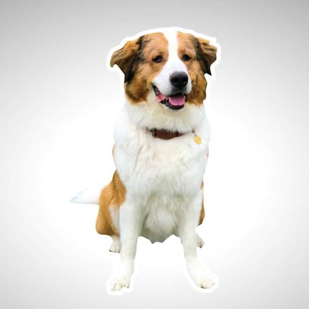 DogsOf Instagramのインスタグラム：「STORY TAKEOVER! #ad Bailey from @adogsjourneymovie is taking over our Story today for a behind-the-scenes look at what it’s like to be a doggo superstar on set. Keep a lookout for takeovers from the rest of the pups in the coming days! ❤️ #ADogsJourney is in theaters on May 17th! Purchase tickets now at www.adogsjourneymovie.com/ticket」