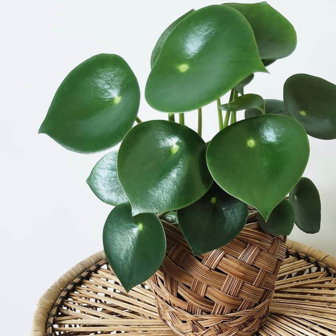 The Louunのインスタグラム：「#plantofinstagram #raindropplant #plant #urbanjungle #plantlover Shop now😊🌿💚」