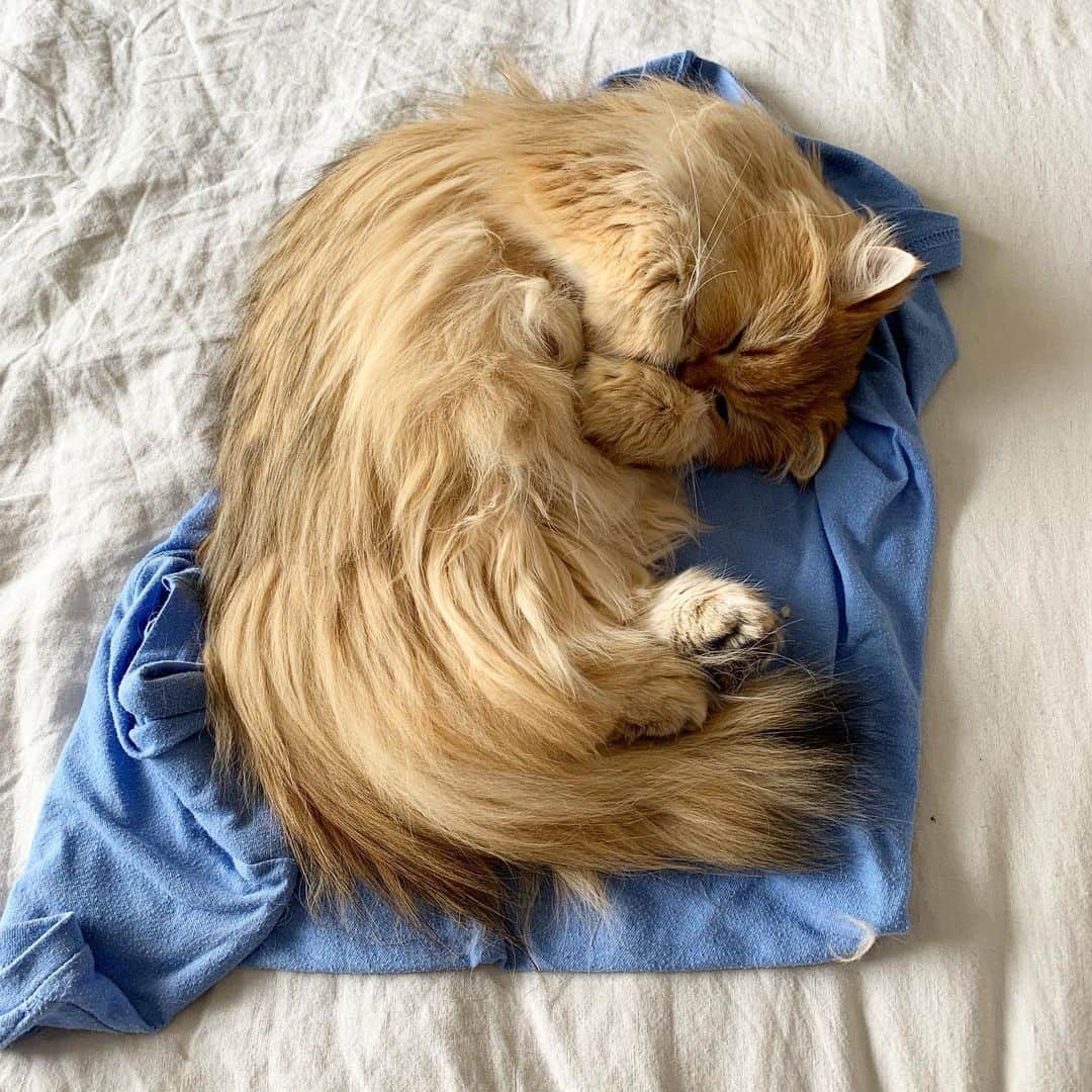 Smoothieさんのインスタグラム写真 - (SmoothieInstagram)「She claimed another shirt.」5月11日 1時59分 - smoothiethecat