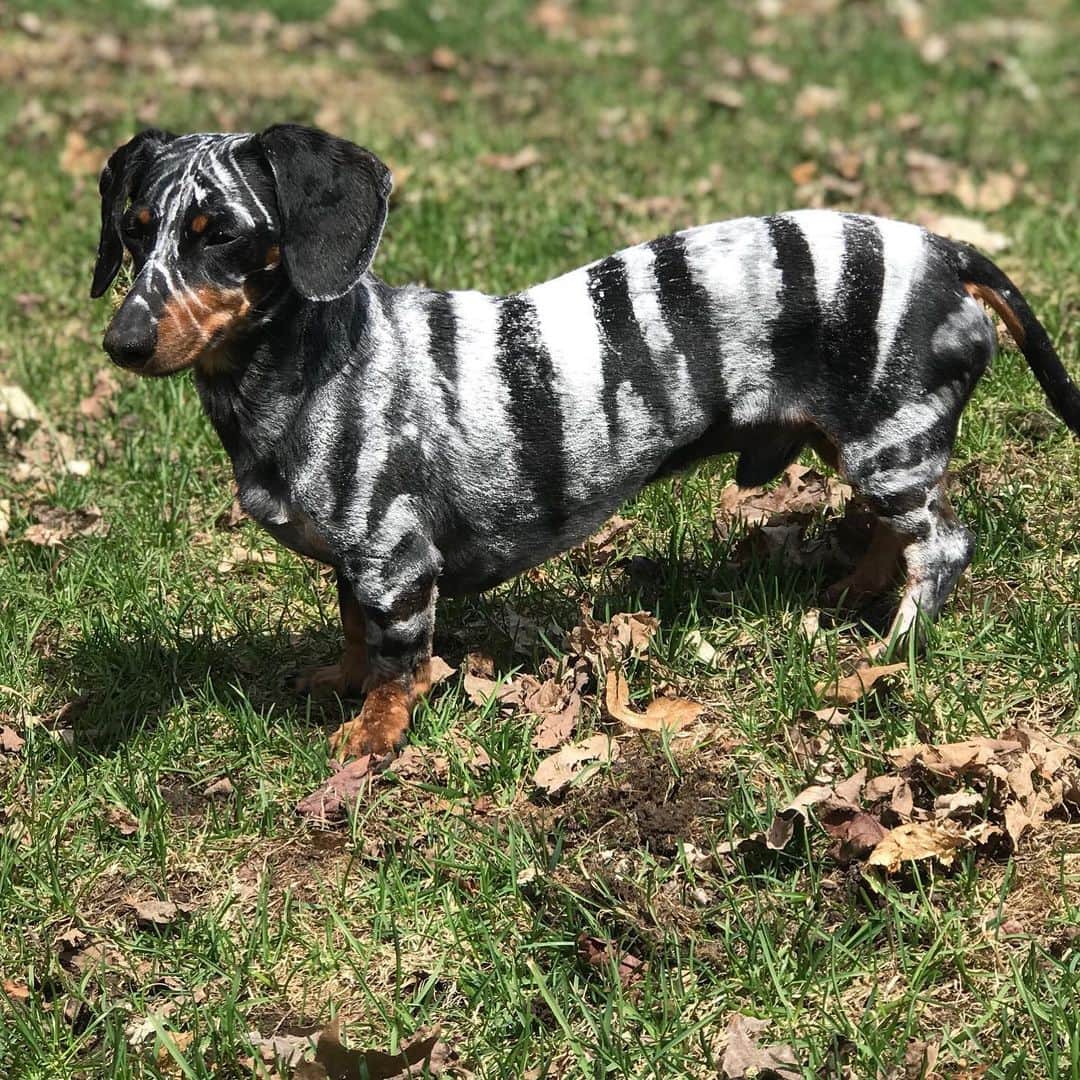 Crusoe the Celebrity Dachshundさんのインスタグラム写真 - (Crusoe the Celebrity DachshundInstagram)「“Behond the rare Zebrawiener! What’s the rarest animal you’ve ever seen?! P.S. this is just corn starch carefully sprinkled on, no paint! 😋😁” ~ Crusoe」5月11日 2時15分 - crusoe_dachshund