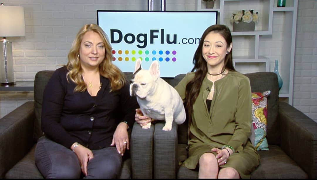 Manny The Frenchieのインスタグラム：「#FlashbackFriday to a fun-filled day sharing dog flu prevention tips for my four-legged pals! Check out one of my conversations on behalf of Merck Animal Health with ABC 10 at the link in my bio. Visit dogflu.com for more info.  #ad」