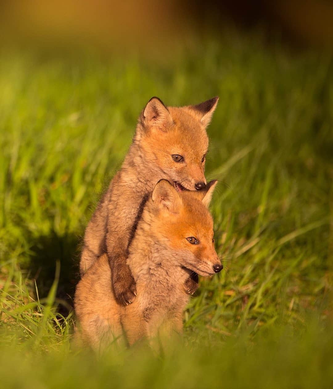 thephotosocietyさんのインスタグラム写真 - (thephotosocietyInstagram)「Photograph by @andyparkinsonphoto/@thephotosociety  Red fox cubs in evening light – There are few species that are as misunderstood or as unfairly maligned as the red fox. For me personally I have always adored working with them, watching the cubs grow and delighting in seeing them interact, play and chase and use their youthful curiosity to constantly get themselves into mischief. Of course the wary nature of the adults combined with their supreme intelligence and sensory awareness makes them an extremely challenging subject with which to work but this of course has its benefits too. The indulgent way with which I’ve been able to work for the last 15 years makes things a lot easier for me, dedicating huge amounts of time to simply sitting and watching, learning about their movements, their likely habits and how the rise and fall of the sun changes the light in any given location. That being said I am like all photographers entirely beholden to the whims of serendipity and without moments of extreme good fortune, such as this moment here, my image catalogue would indeed be bare. I say often that in every single image that I have ever captured there is always an element of luck for we can have all of the technical know-how, the very best equipment and a decent working knowledge of its mechanics, we might even know a thing or two about field-craft but without the co-operation of the natural world, without its generosity and its beauty then we’d never be able to bring you a moment of tenderness such as this. Going forward the lives of the youngsters will be filled with peril but for this moment at least they were able to simply delight in this moment of innocence. @thephotosociety @andyparkinsonphoto」5月11日 3時50分 - thephotosociety