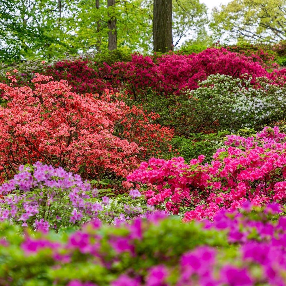ニューヨーク植物園のインスタグラム