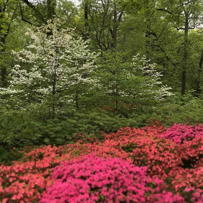 ニューヨーク植物園さんのインスタグラム写真 - (ニューヨーク植物園Instagram)「The Azalea Garden is filled with spring color for our Mother’s Day Weekend Garden Party! 🌱🌈🌱 Swipe through to see some of Senior Curator of Woody Plants and Landscape Project Manager Deanna Curtis’s favorite semi-evergreen varieties in bloom...the salmon tinted ‘Ruth May’, the pale lavender classic ‘Madame Butterfly’, the true red ‘Jubilant’, and the narrow-petals of ‘Koromo-shikibu’. While these beauties aren’t fragrant, you’ll find the sweet-smelling deciduous #azaleas throughout the Azalea Garden, noted for their whorled flower clusters...the white star-shaped ‘Snowbird’, the rare white-striped ‘Millie Mac’, our native pinxterbloom azalea, and Ghent hybrid ‘Narcissiflorum’. Be sure to look above and below the azaleas for more color, from clouds of white #dogwood flowers to perennials, like #hosta, #camas, and cobra-lilies!」5月11日 3時48分 - nybg