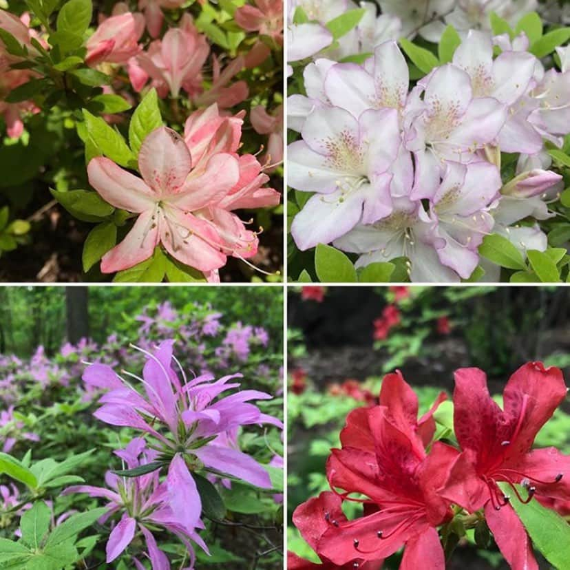 ニューヨーク植物園さんのインスタグラム写真 - (ニューヨーク植物園Instagram)「The Azalea Garden is filled with spring color for our Mother’s Day Weekend Garden Party! 🌱🌈🌱 Swipe through to see some of Senior Curator of Woody Plants and Landscape Project Manager Deanna Curtis’s favorite semi-evergreen varieties in bloom...the salmon tinted ‘Ruth May’, the pale lavender classic ‘Madame Butterfly’, the true red ‘Jubilant’, and the narrow-petals of ‘Koromo-shikibu’. While these beauties aren’t fragrant, you’ll find the sweet-smelling deciduous #azaleas throughout the Azalea Garden, noted for their whorled flower clusters...the white star-shaped ‘Snowbird’, the rare white-striped ‘Millie Mac’, our native pinxterbloom azalea, and Ghent hybrid ‘Narcissiflorum’. Be sure to look above and below the azaleas for more color, from clouds of white #dogwood flowers to perennials, like #hosta, #camas, and cobra-lilies!」5月11日 3時48分 - nybg