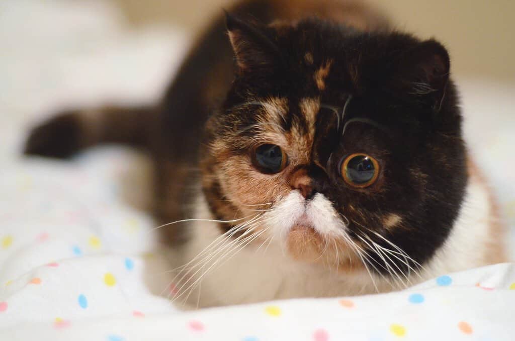 のインスタグラム：「baby... Pudge... so... fluffy 😳  #babypudge #pudgethecat」