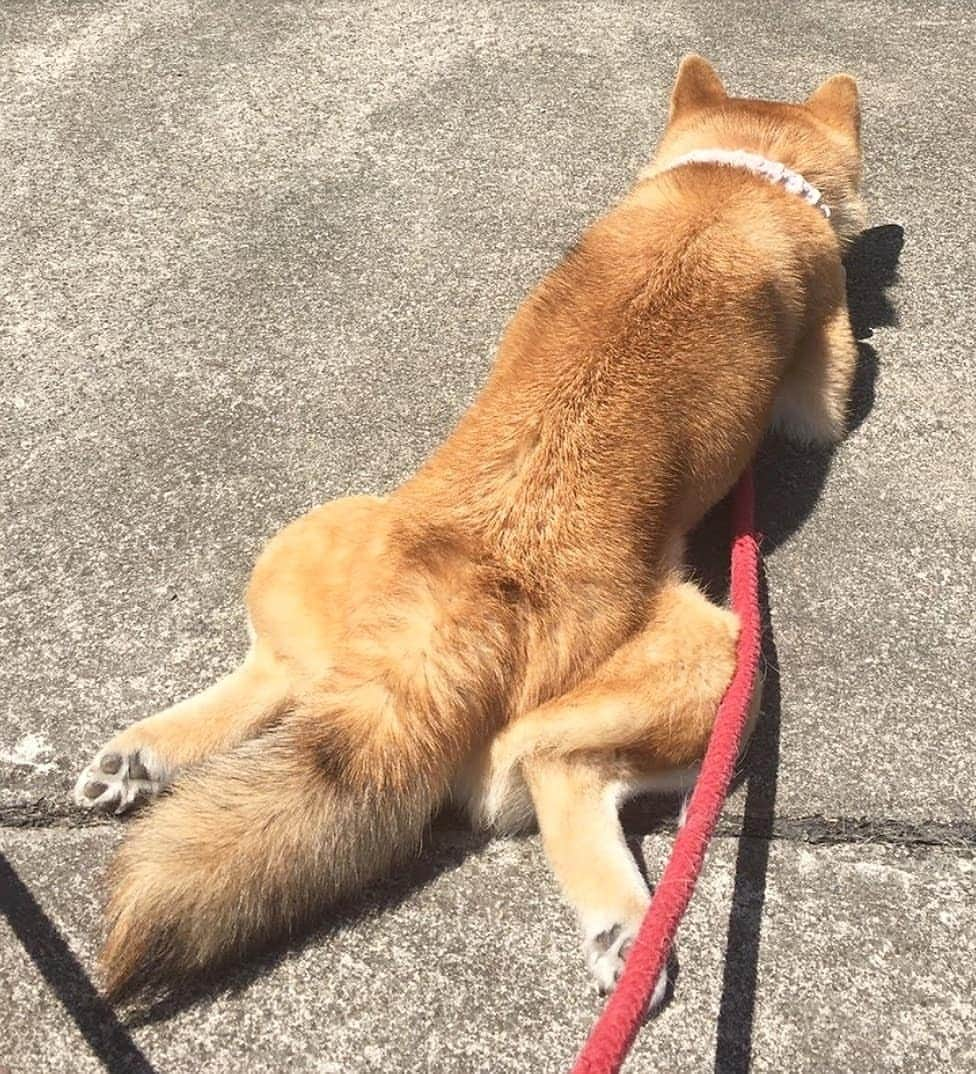 柴犬たま Shibainu Tamaさんのインスタグラム写真 - (柴犬たま Shibainu TamaInstagram)「たまの開き * Caption trans🇬🇧 Tama cut open and dried. * #柴犬たま #たママ #夏日 #暑い #日向ぼっこ #犬の開き #カエル足 #しっぽモフモフ #たぬきのしっぽ #ツートンカラー #後頭部フェチ #愛らぶ後頭部 #柴犬 #shiba #shibainu #shibastagram #犬 #dog」5月11日 14時15分 - tama7653