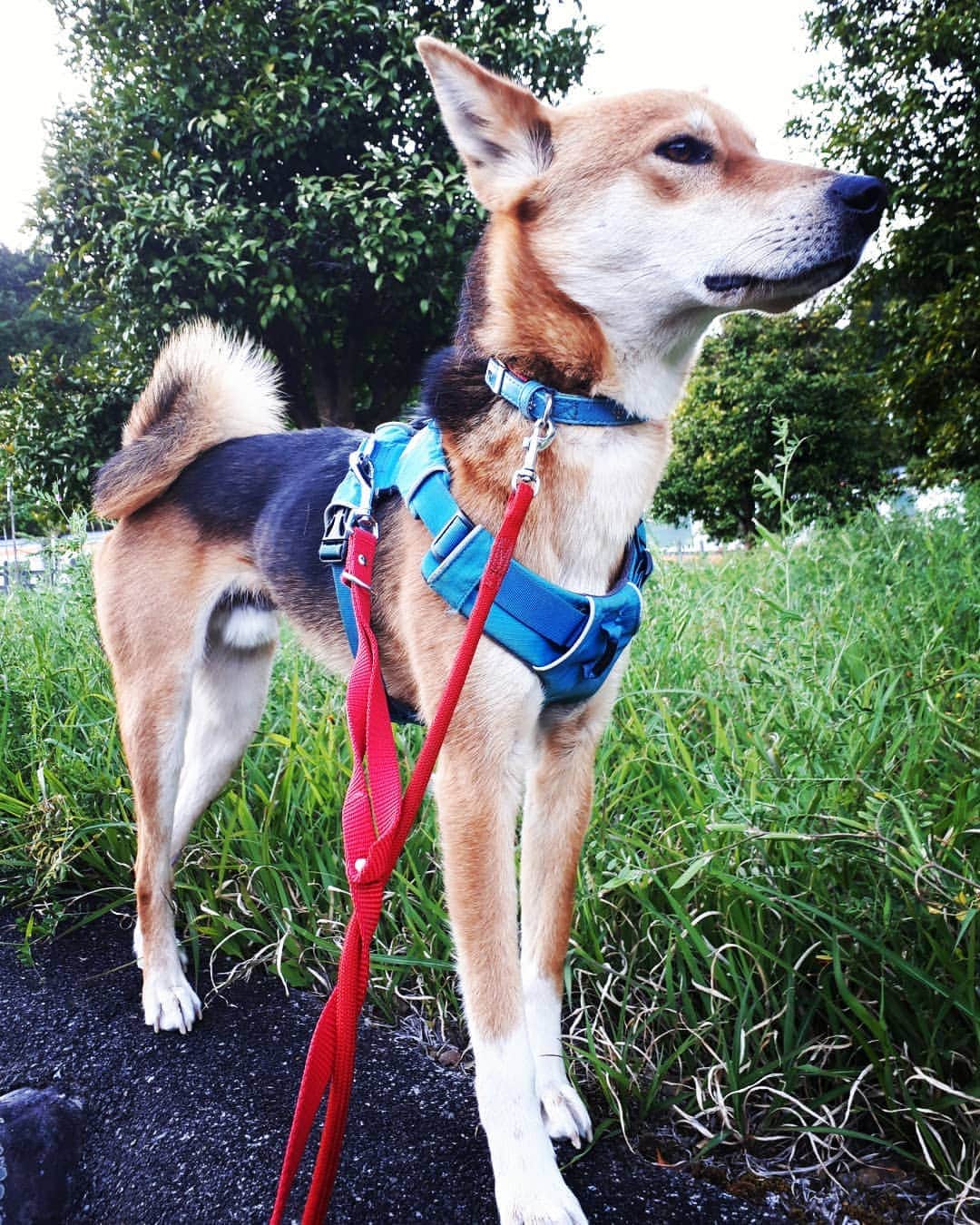 岩下尚史さんのインスタグラム写真 - (岩下尚史Instagram)「散歩の時、「何と云う種類の犬ですか？」と聞かれると、「綱切丸です」と答えます。雑種だのMixのと言えば、「あなたと同じですがネ」と、うちの若旦那から嗤われそうで😅  #綱切丸  #岩下尚史」5月11日 14時40分 - iwashita_hisafumi
