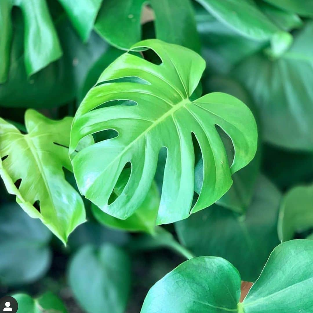 のインスタグラム：「#monstera from @everydayplants_la plants Simply Delivered to your door」