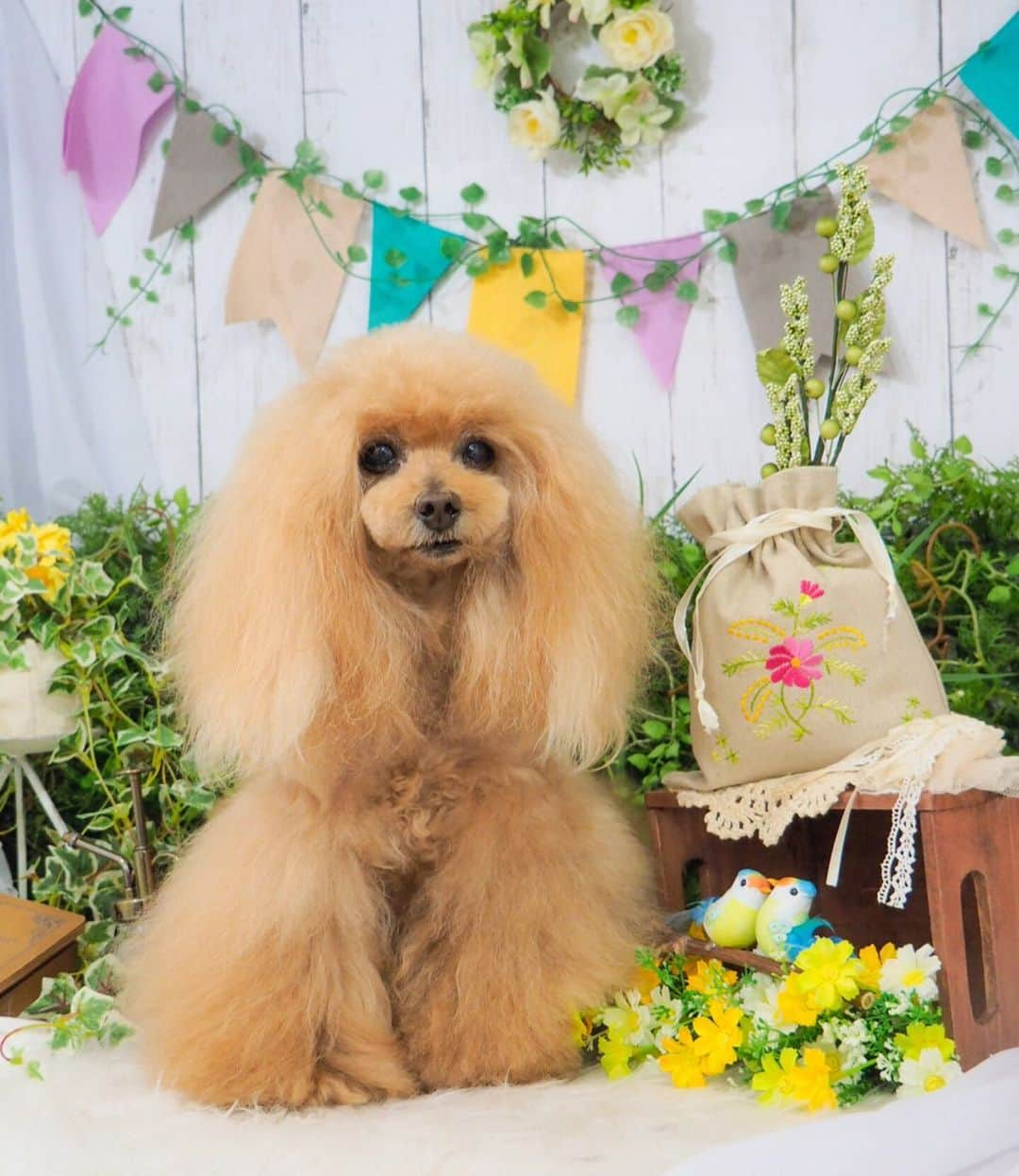 Toypoodle Mikuru?Asakusa Tokyoのインスタグラム