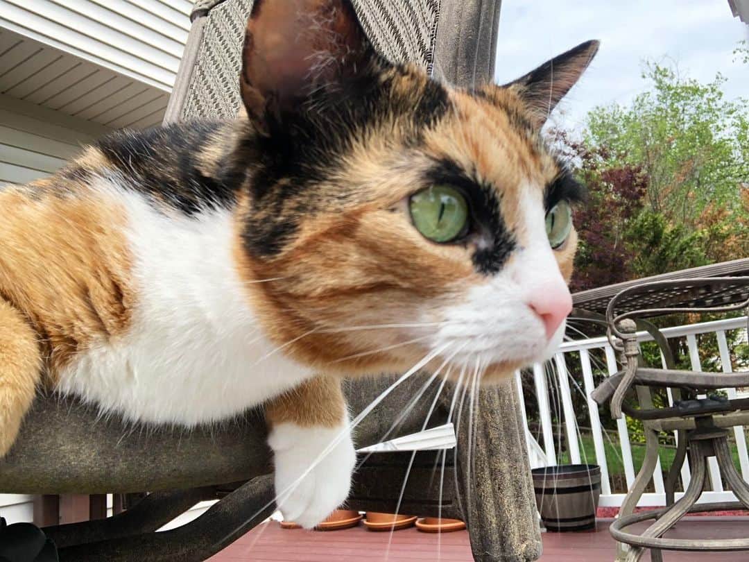 リリーのインスタグラム：「Great view for bird watching!」