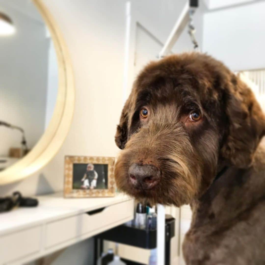Dogs by Ginaのインスタグラム：「Jasper 🐾  Today I had the pleasure of grooming my midwifes dog, Jasper. Napa Valley Midwifes is a great alternative to the modern birthing protocol. Bringing the sacred art of birthing back to the hands of the mother. Happy Mothers day to all the mamas ❤️✨🙌🏼」