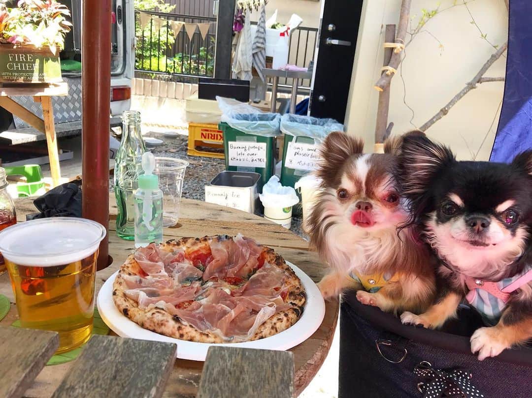 kayoのインスタグラム：「* * 満開の藤を見た後は 大好きなピザ屋さんへ😋🍕 * * 美味しかったぁ〜😍 * * らいちんとめろめろがお目目キラキラさせてるのはピザじゃなくてワンコ用のオヤツだよ🥺✨ * * Lychee💗Melon * * #間違いない美味しさ #既にまた食べたい #ピザ * #chihuahua#chihuahualove#dogstgram#dog#instadog#チワワ#チワワ大好き * *」