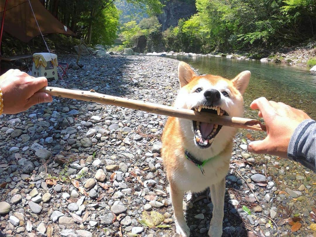 BlackRed shibasさんのインスタグラム写真 - (BlackRed shibasInstagram)「lovely Musashi!  川行きたいね〜 . . . #neneandmusashi2019 #GoPro #GoProJP #ゴープロ #shiba #shibinu #柴犬 #しばいぬ #japan #水遊び#gopropets #lovely #cute #goprodog #goproのある生活 #日本犬  #river #dog #happy #goprohero7 #hero7black #otvadventures #besomedoggy #doggo #goprodogsquad #gopropov #capturedifferent #柴犬ライフ」5月11日 8時30分 - black_red_jp