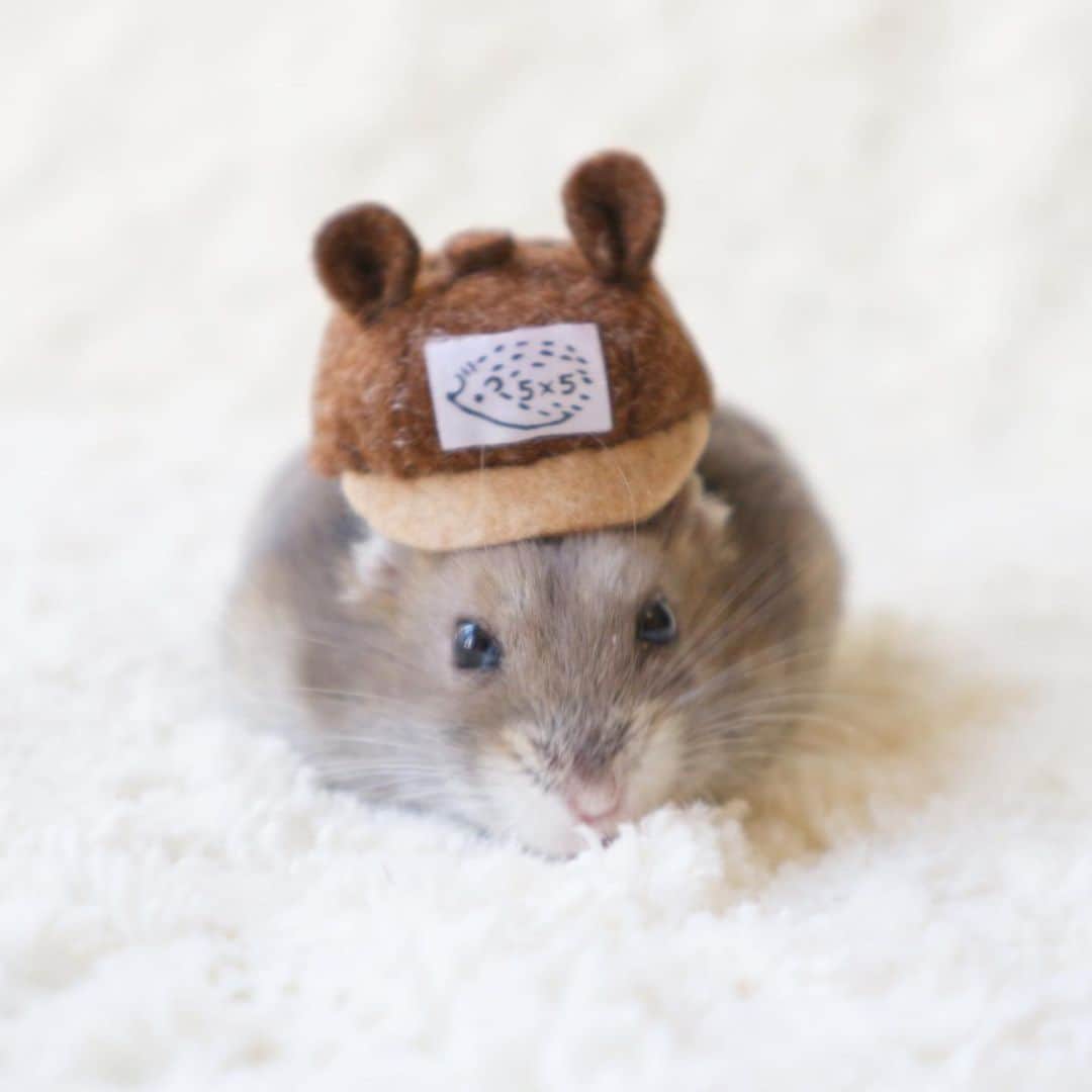 hamster_mocoのインスタグラム