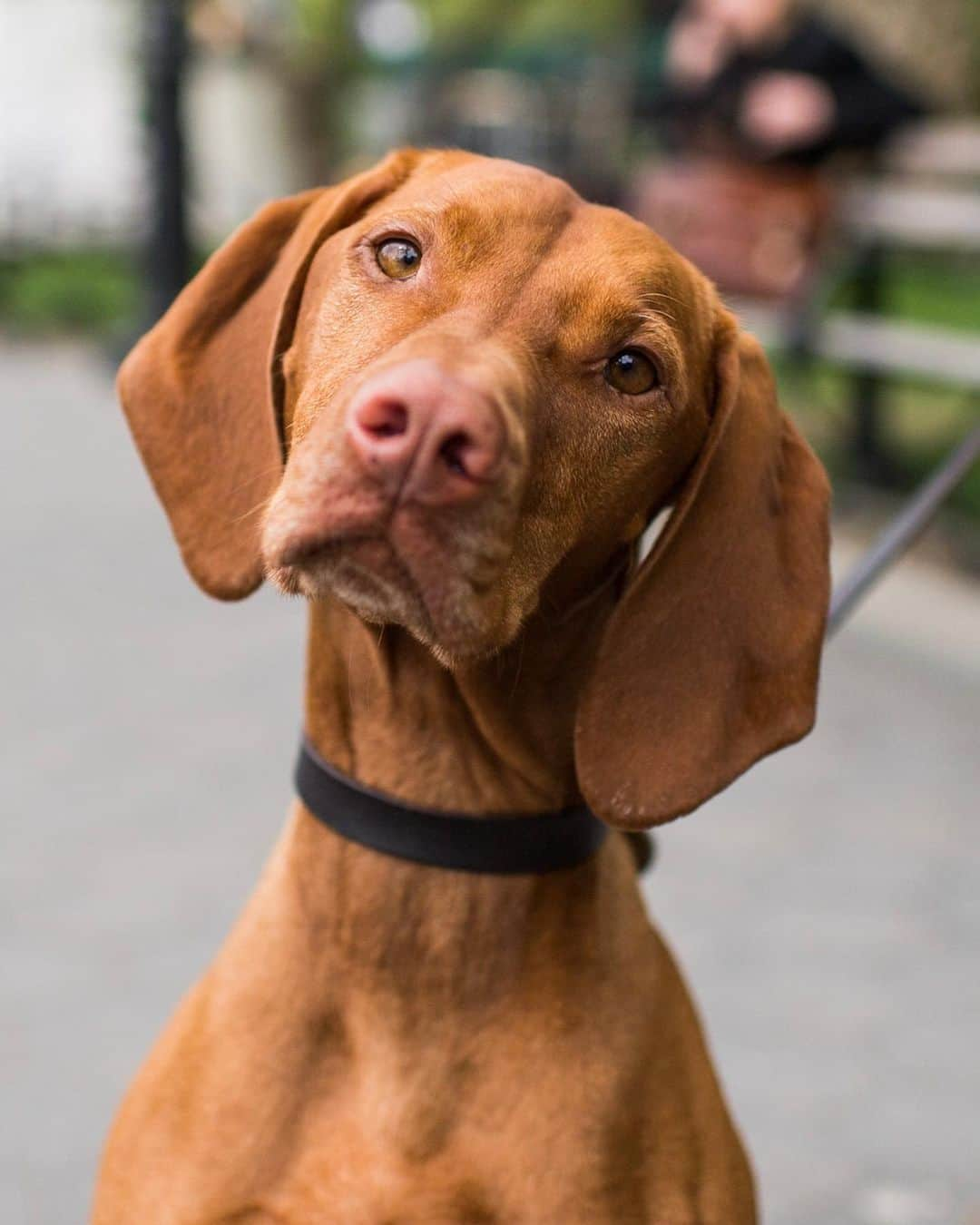 The Dogistさんのインスタグラム写真 - (The DogistInstagram)「Rudy, Vizsla (5 y/o), Washington Square Park, New York, NY • “He’s getting ready for summer.  He loves the beach.”」5月11日 8時42分 - thedogist