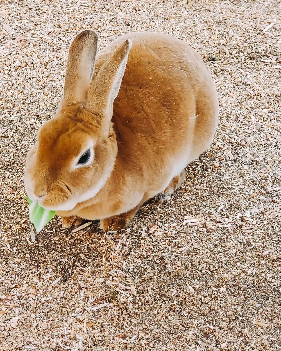 Galaxy Mobile Japanさんのインスタグラム写真 - (Galaxy Mobile JapanInstagram)「もふもふ、ふわふわで、さわってみたい🐇💕 #GalaxyNote9 で撮影🐇 #Noteのある生活 #withGalaxy Photo by @t.1972 ・ ・ ・ #兵庫 #三木 #ネスタリゾート神戸 #うさぎ #動物 #hyogo #miki #NESTARESORTKOBE #rabbit #animal #Galaxyカメラ部」5月11日 9時00分 - samsungjpn