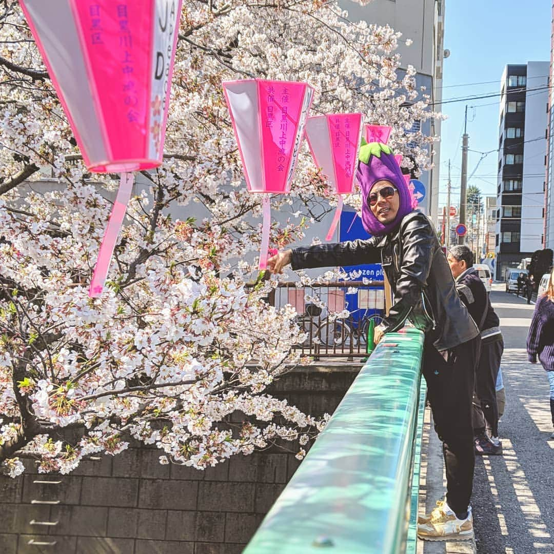 川原克己 さんのインスタグラム写真 - (川原克己 Instagram)「#花見」5月11日 9時12分 - tenjikunezumikawahara