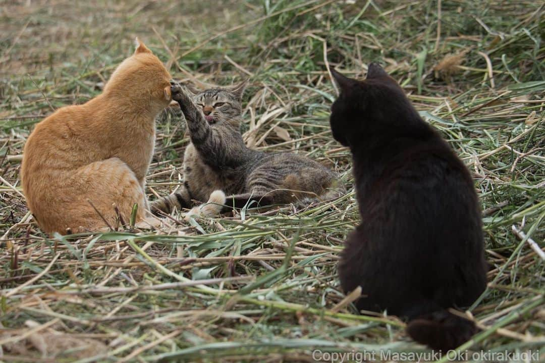 Masayukiさんのインスタグラム写真 - (MasayukiInstagram)「仲間に入りたい。  #cat #ねこ」5月11日 9時21分 - okirakuoki