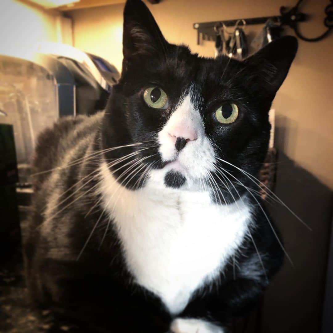 Tuxedo Cat Brosのインスタグラム：「We made it to the weekend!! Wishing you a Caturday filed with sleeping in and loafing around! 😴🍞」