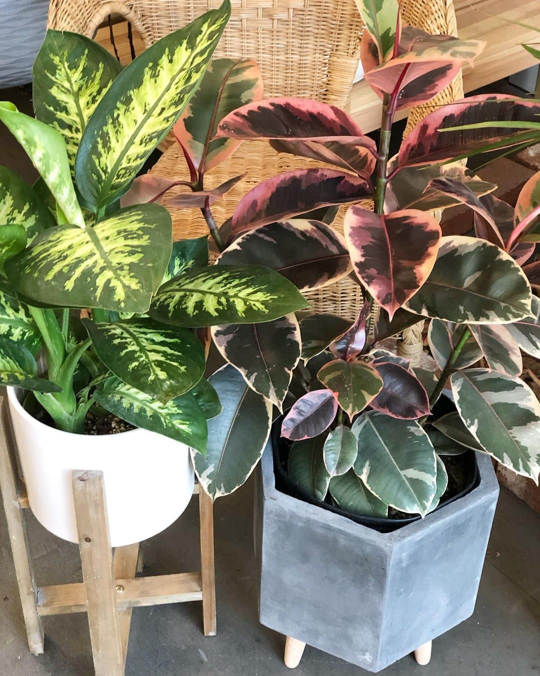 The Louunのインスタグラム：「Left or right? Large plants simply delivery to your door 📦🌳😊 Shop now #plantofinstagram #plants #plantlove #homdecor #interior #plantshopping」