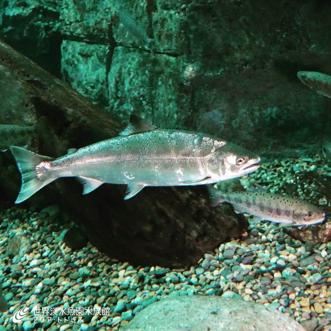 世界淡水魚園水族館 アクア・トト ぎふのインスタグラム：「今年も長良川にサツキマスが帰ってきました！キラキラと銀色に輝くからだは、とてもキレイです。釣り人の間では、幻の魚ともいわれるサツキマス。天然のサツキマスをこれだけ展示している水族館は他にはありません。ぜひご覧くださいね。 #アクアトト #アクアトトぎふ #アクアトトぎふ #サツキマス」