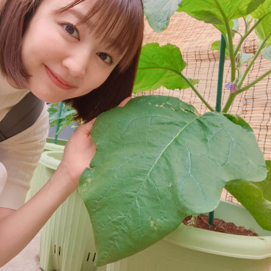 滝菜月さんのインスタグラム写真 - (滝菜月Instagram)「本日の家庭菜園は “植え付け”  ナスの苗を植えました。  1枚目は去年ヒルナンデスファームで育てたナス。収穫直前の葉っぱ、顔より大きくなりました(^^)v  2枚目は今回植えたナス。 まだ、手のひらよりも小さい。 いっぱい光を浴びて 大きくなってね！  野菜ばかりのインスタグラムですが、これからも宜しくお願いします。  #1人ヒルナンデスファーム #ナス」5月11日 10時14分 - taki_natsuki