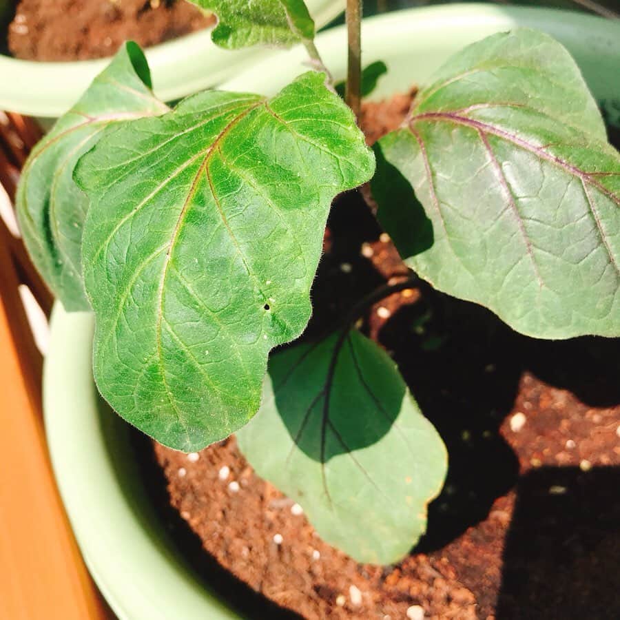 滝菜月さんのインスタグラム写真 - (滝菜月Instagram)「本日の家庭菜園は “植え付け”  ナスの苗を植えました。  1枚目は去年ヒルナンデスファームで育てたナス。収穫直前の葉っぱ、顔より大きくなりました(^^)v  2枚目は今回植えたナス。 まだ、手のひらよりも小さい。 いっぱい光を浴びて 大きくなってね！  野菜ばかりのインスタグラムですが、これからも宜しくお願いします。  #1人ヒルナンデスファーム #ナス」5月11日 10時14分 - taki_natsuki