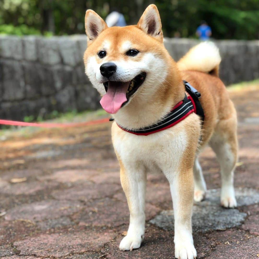 せんべえさんのインスタグラム写真 - (せんべえInstagram)「公園最高〜！ #せんべえ #柴犬 #shibainu  #顔でかい #足短か #ハッスル」5月11日 10時37分 - akiresh