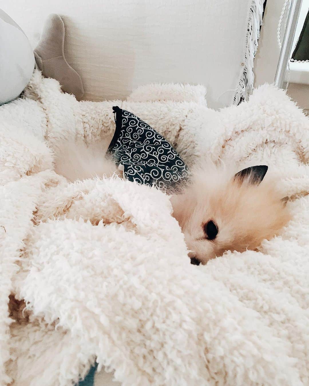 r_oseのインスタグラム：「Morning is definitely not for everyone 🐰〰️」