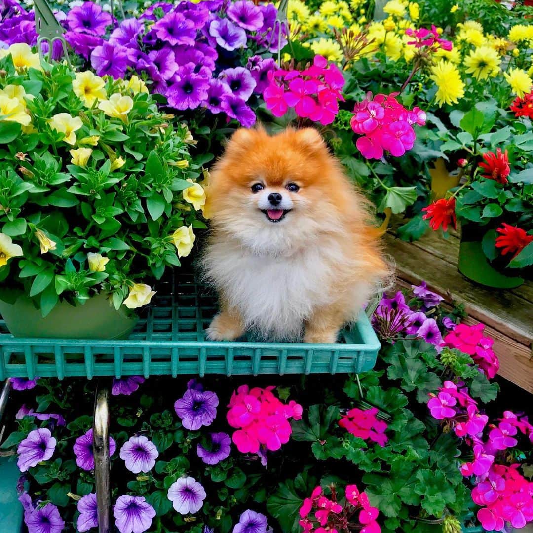 Monique&Gingerのインスタグラム：「Prettiest flower at the garden center🌼🐶🌸wishing all our friends a wonderful Mother’s Day weekend!💐💝」