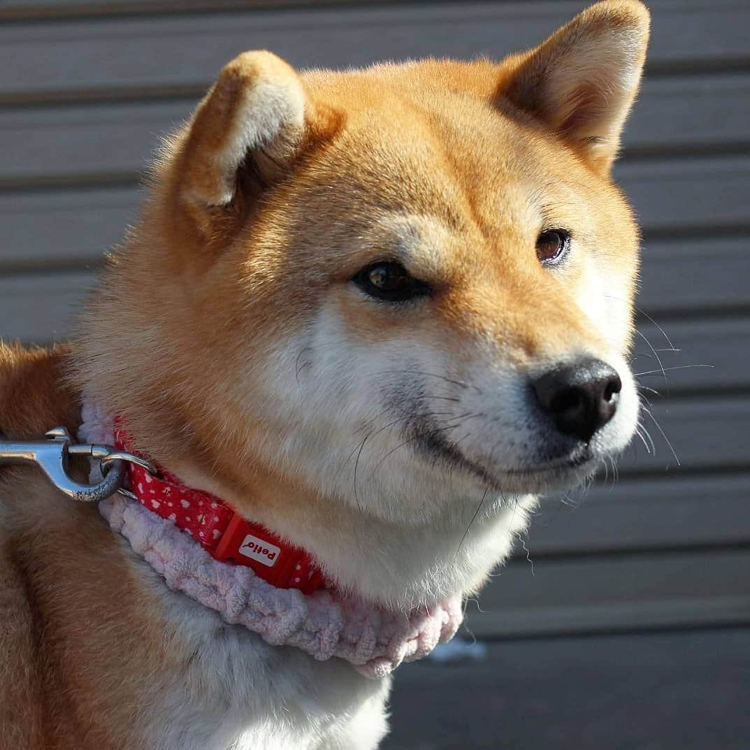 柴犬たま Shibainu Tamaさんのインスタグラム写真 - (柴犬たま Shibainu TamaInstagram)「あっつー‼💦もう夏だね😎☀ * Caption trans🇬🇧 Sooooo hot‼💦😎☀ * #柴犬たま #たママ #たま家族 #柴犬ミケ #夏日 #暑い #日向ぼっこ #カエル足 #しっぽモフモフ #たぬきのしっぽ #ツートンカラー #後頭部フェチ #愛らぶ後頭部 #柴犬落ちてます #柴犬 #shiba #shibainu #shibastagram #犬 #dog #多頭飼い」5月11日 11時00分 - tama7653