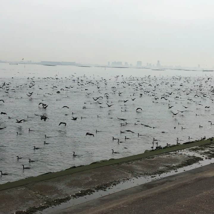 渡辺香津美のインスタグラム：「夥しい鳥の群れ。彼らは何処へ…」