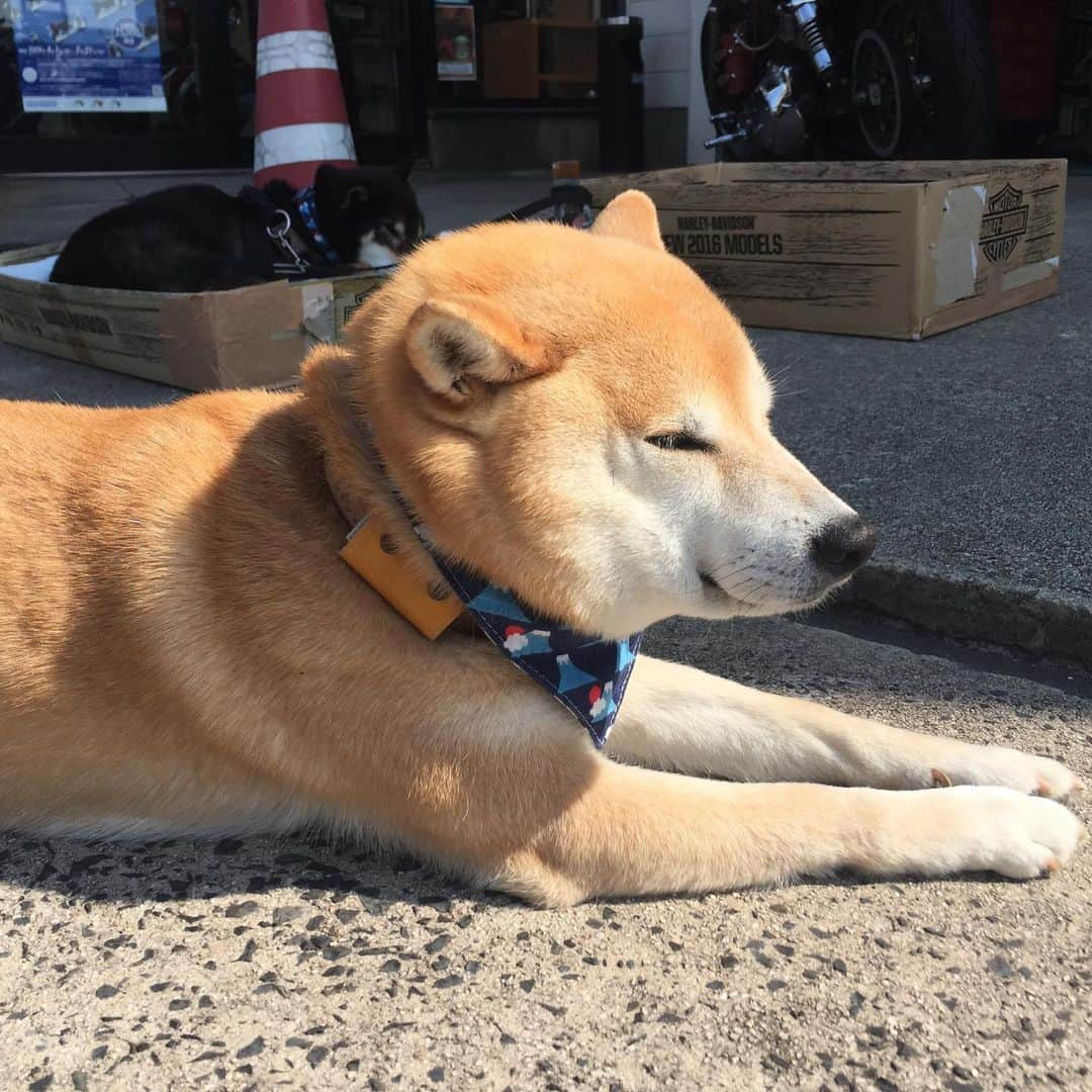 がんちゃんさんのインスタグラム写真 - (がんちゃんInstagram)「日向ハンター☀️ 楽しかった旅の余韻に浸る飼い主をよそに、一気に日常を取り戻す犬たち🐕🗻🐕🗻」5月11日 11時27分 - kota2ann