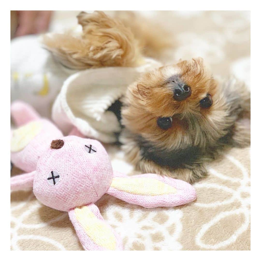 筒井萌子のインスタグラム：「* うに坊(@nontatiara )可愛い*•.❥◡̈*.。 毎日の癒やし☆早く会いたいなぁ☾ ・ #tbs #ドラマ #筒井萌子 #女優 #actress #モデル #model #岡山 #shooting #instagood #instalike #撮影 #followme #instalike #ゴルフ #ゴルフ女子」