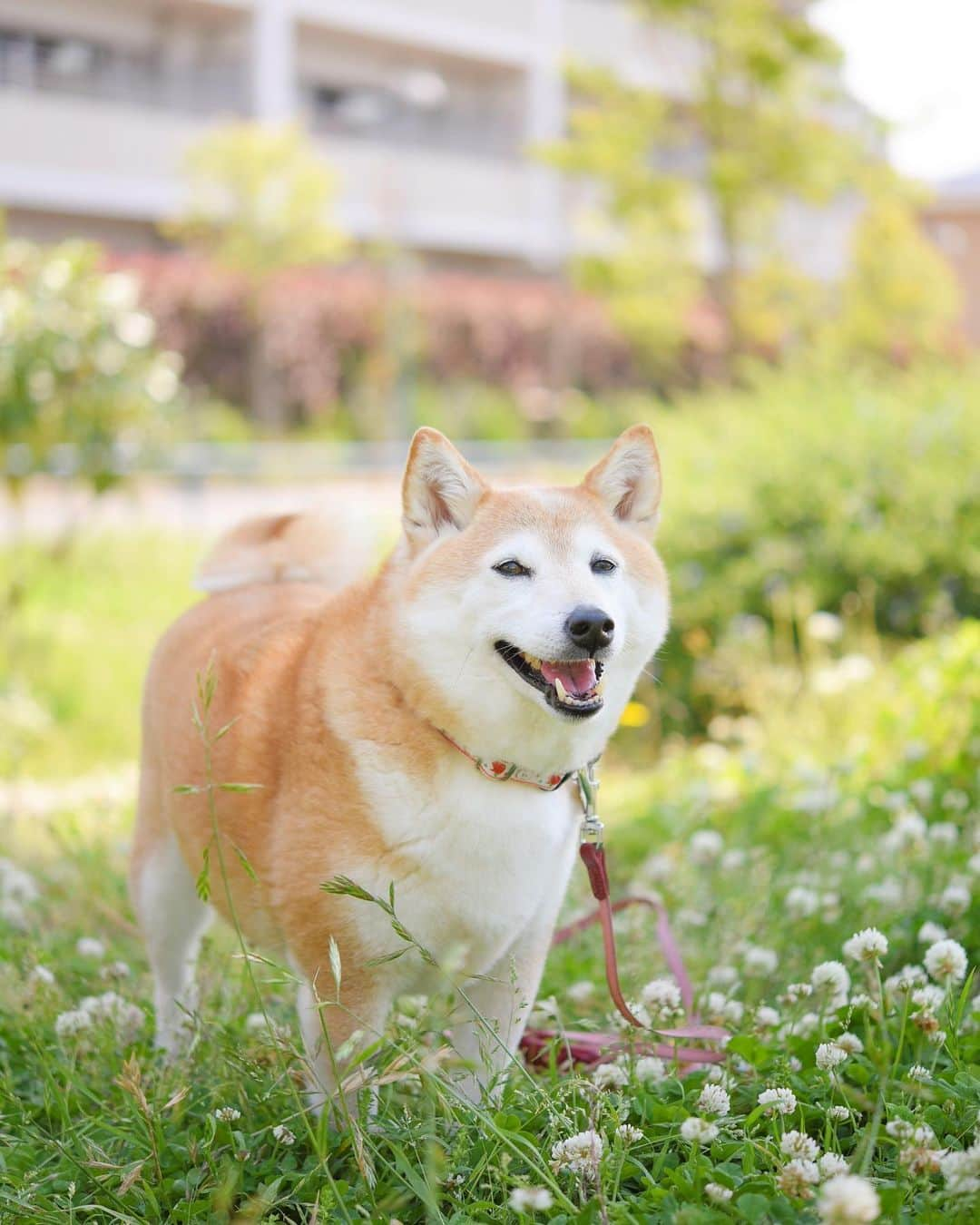 meekooさんのインスタグラム写真 - (meekooInstagram)「今日は夏日になるらしいよ〜🌿」5月11日 11時31分 - meekoo